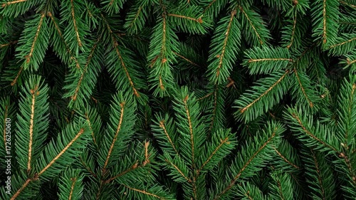 Overhead view of fresh green pine branches creating a dense background. Christmas foliage, evergreen needles, and natural tree texture.