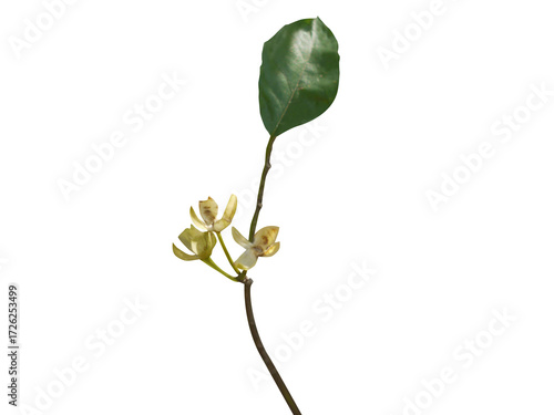 Streblus asper or Siamese rough bush stem with leaf and buds isolated on a white background