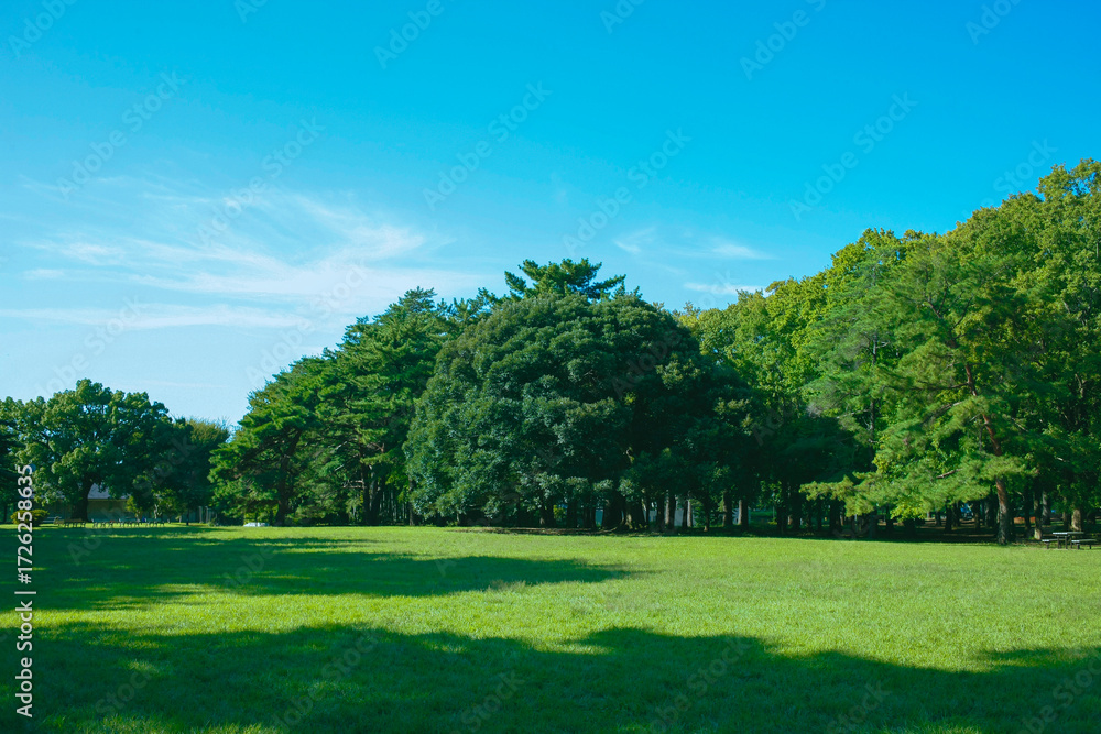 Fototapeta premium 緑の公園