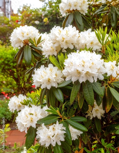 Lush cluster of large, white rhododendron blooms on a green bush