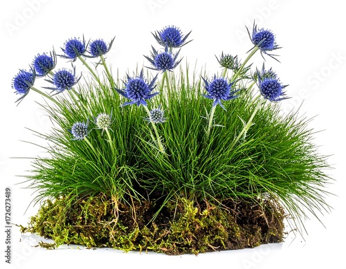 Lush green grass and moss base supporting vibrant blue thistle-like flowers against a white background