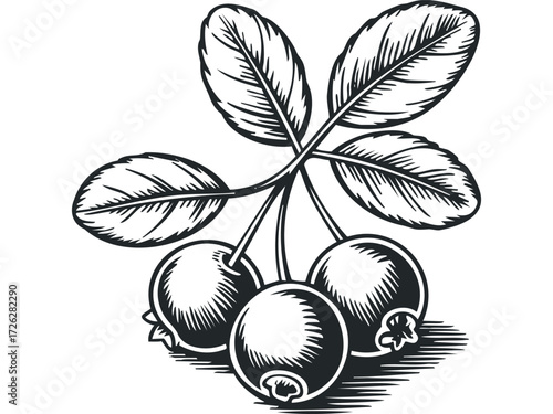 Black and white drawing of three plump berries with leaves. Vector hand drawn illustration