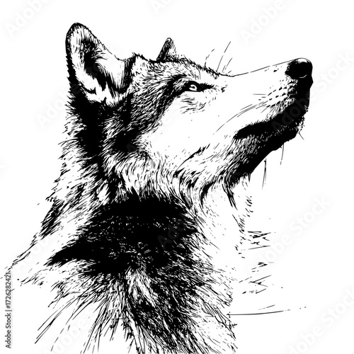 Detailed black and white wolf drawing vector art illustration wildlife animal canine portrait looking up design