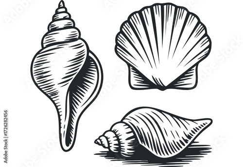 Three distinct seashells depicted in monochrome line art style. Vector hand drawn illustration