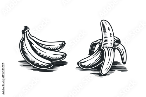 Woodcut style illustration of bananas one bunch and one peeled. Vector hand drawn illustration