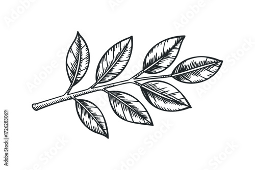 Hand Drawn Branch with Seven Leaves. Vector hand drawn illustration