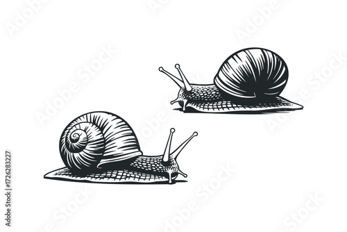 Two snails with detailed shells and bodies on white. Vector hand drawn illustration