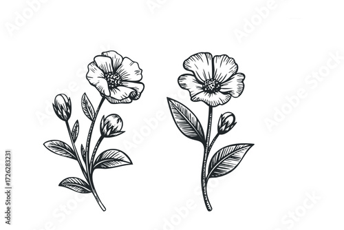 Hand Drawn Flower and Bud Botanical Sketch. Vector hand drawn illustration
