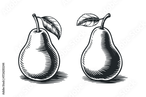 Two pears with leaves in vintage line art style. Vector hand drawn illustration