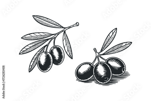 Two olive branches with fruit and leaves. Vector hand drawn illustration