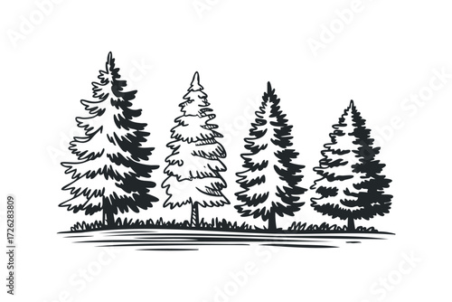 Four coniferous trees sketched on white. Vector hand drawn illustration