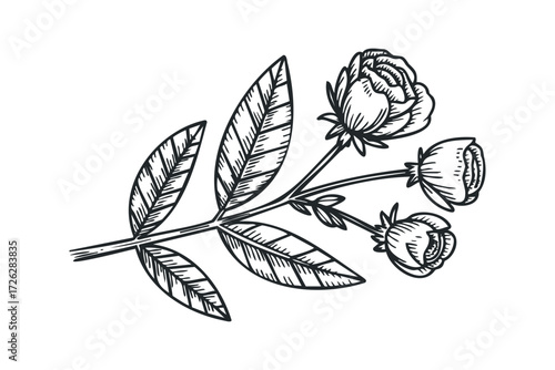 Hand drawn botanical branch with rose buds and leaves. Vector hand drawn illustration