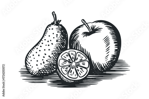 Penciled still life of apple pear and citrus slice. Vector hand drawn illustration
