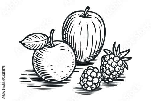 Two apples and two raspberries with leaf. Vector hand drawn illustration