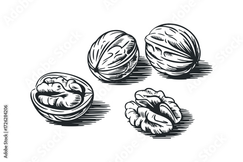 Walnut halves and whole nuts isolated on white background. Vector hand drawn illustration
