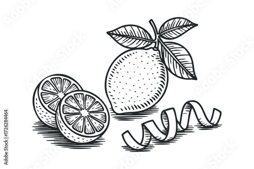 Whole and sliced citrus fruit with leaves and peel. Vector hand drawn illustration