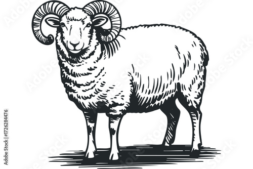 Ram With Majestic Spiral Horns Standing. Vector hand drawn illustration