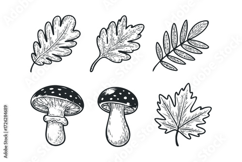 Six Black and White Illustrations of Autumn Leaves and Mushrooms. Vector hand drawn illustration
