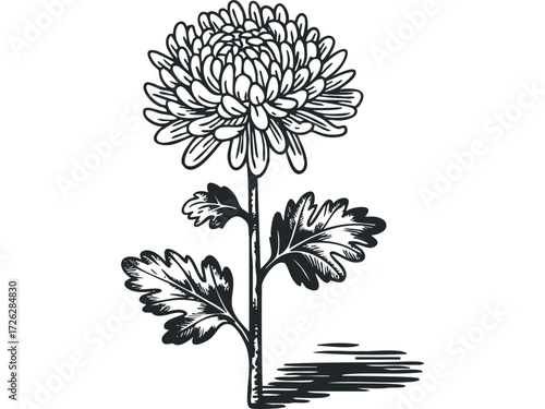 Stylized black and white drawing of a chrysanthemum flower. Vector hand drawn illustration