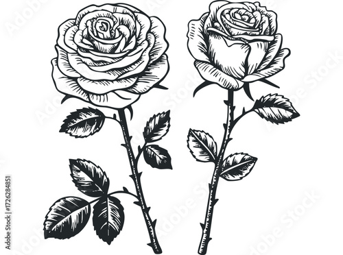 Two Rose Stems with Flowers and Leaves in Line Art Style. Vector hand drawn illustration