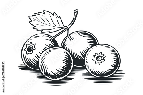 Branch of fresh blueberries with leaf. Vector hand drawn illustration