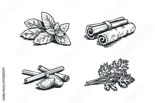 Collection of Hand Drawn Culinary Herbs and Spices. Vector hand drawn illustration