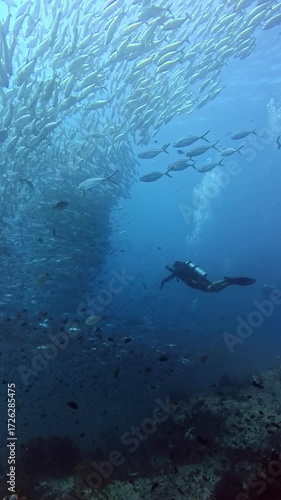 Wallpaper Mural Almost static shot. A diver films a wall of jacks (Caranx) with an action camera in front of him. Torontodigital.ca