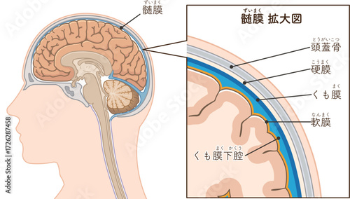 髄膜のイラスト　Meninges illustration