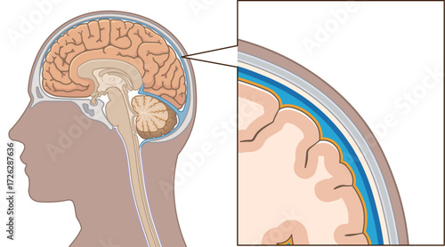 髄膜のイラスト　Meninges illustration