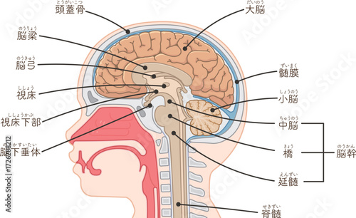 脳、大脳、脊髄、脳幹、小脳のイラスト brain、cerebrum、cerebellum、midbrain、pons、medulla、brain stem、illustration