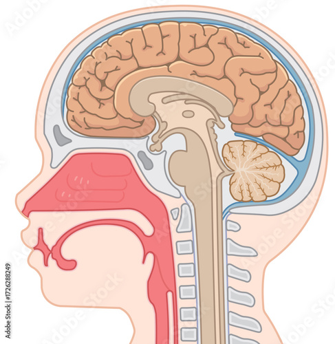 脳、大脳、脊髄、脳幹、小脳のイラスト brain、cerebrum、cerebellum、midbrain、pons、medulla、brain stem、illustration