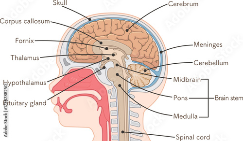 脳、大脳、脊髄、脳幹、小脳のイラスト brain、cerebrum、cerebellum、midbrain、pons、medulla、brain stem、illustration