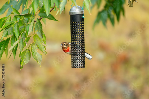 Rose Breasted Grosbeak - Cut Throat