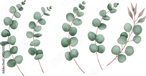 Watercolor eucalyptus leaves and stems arrangement botanical illustration on transparent background