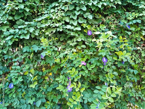 a wall completely covered by climbing plants, butterfly pea flowers (Clitoria ternatea), which grow very densely, dark and light green in color.