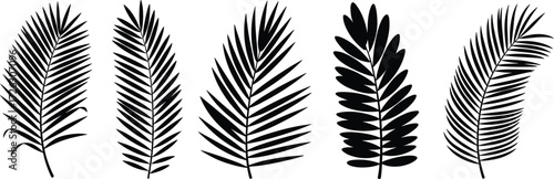 Tropical palm leaves silhouette, botanical leaf vector set, black palm fronds illustration, exotic foliage design, jungle plant graphic clipart