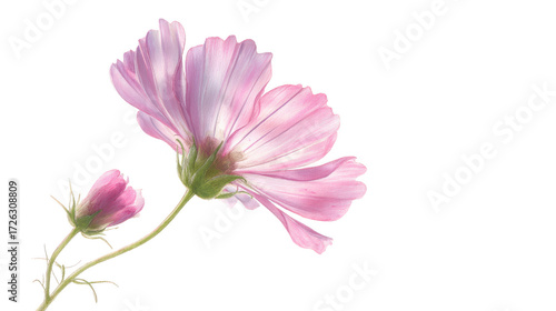 Delicate pink cosmos flower and bud isolated on transparent background