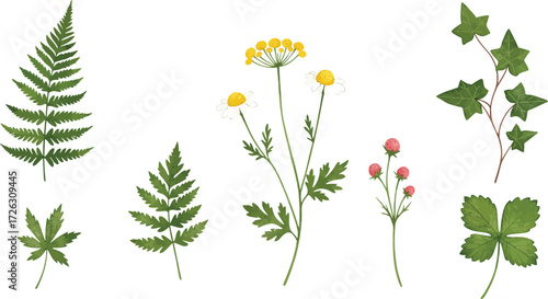 Botanical illustration of fern clover chamomile and ivy on transparent background