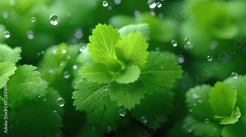 Vibrant Green Lettuce Leaves with Fresh Texture and Water Droplets Close Up