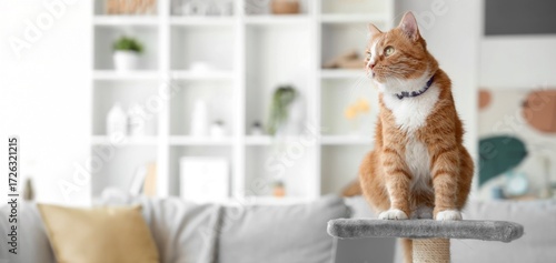 Cute cat sitting on scratch...