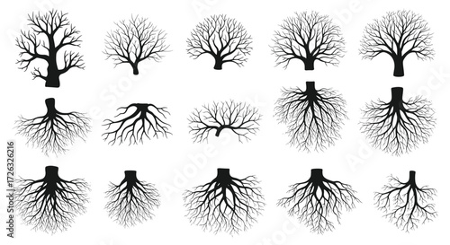 A comprehensive visual guide to diverse tree and root structures and their variations.