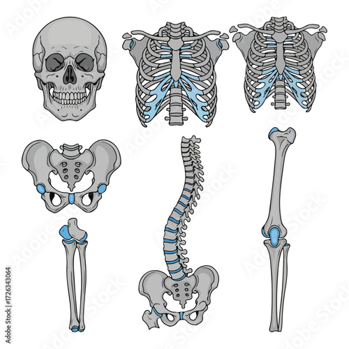 Human Anatomy Bones Skeletal System Illustration