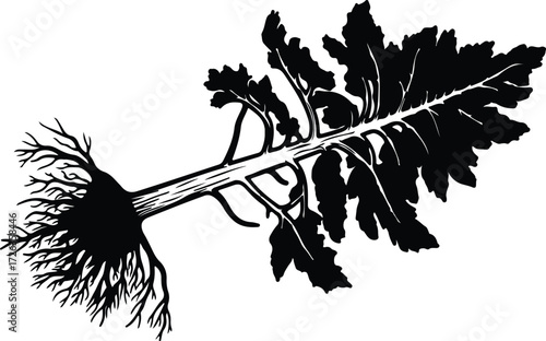 Vector Radish with leaves and roots silhouette Illustrator
