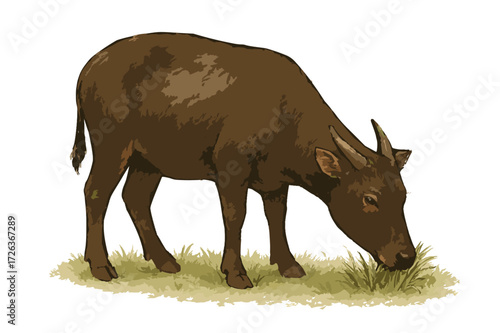 Bubalus quarlesi illustration
