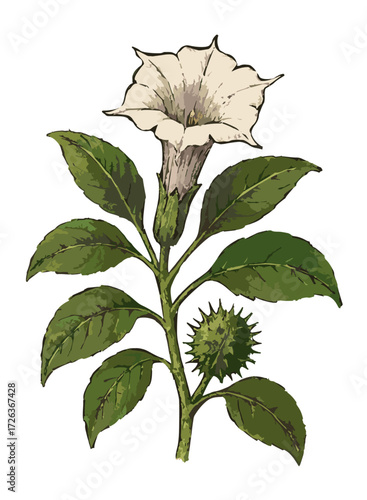 Datura metel  illustration