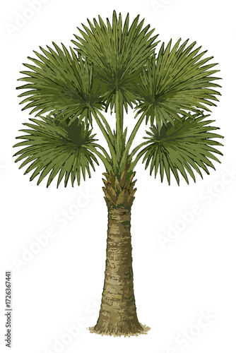 Corypha utan illustration