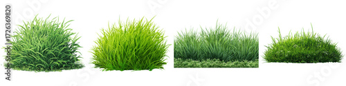 Collection of natural grass tufts and shrubs for landscaping designs on transparent background