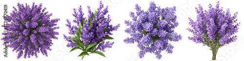 Collection of vibrant lavender flower bunches, showcasing elegant floral arrangements on transparent background