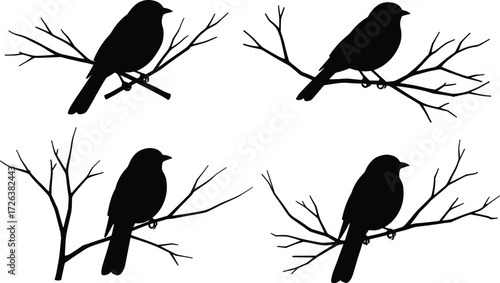 Bird silhouettes perched on tree branches, black songbird shadow illustration, wildlife animal vector design, nature artwork isolated on white background