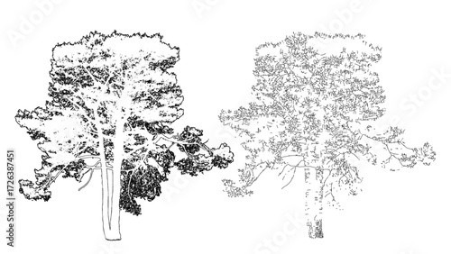 front View Vector Icons of Trees and Plants for Floor Plan and Architectural Design Projects	